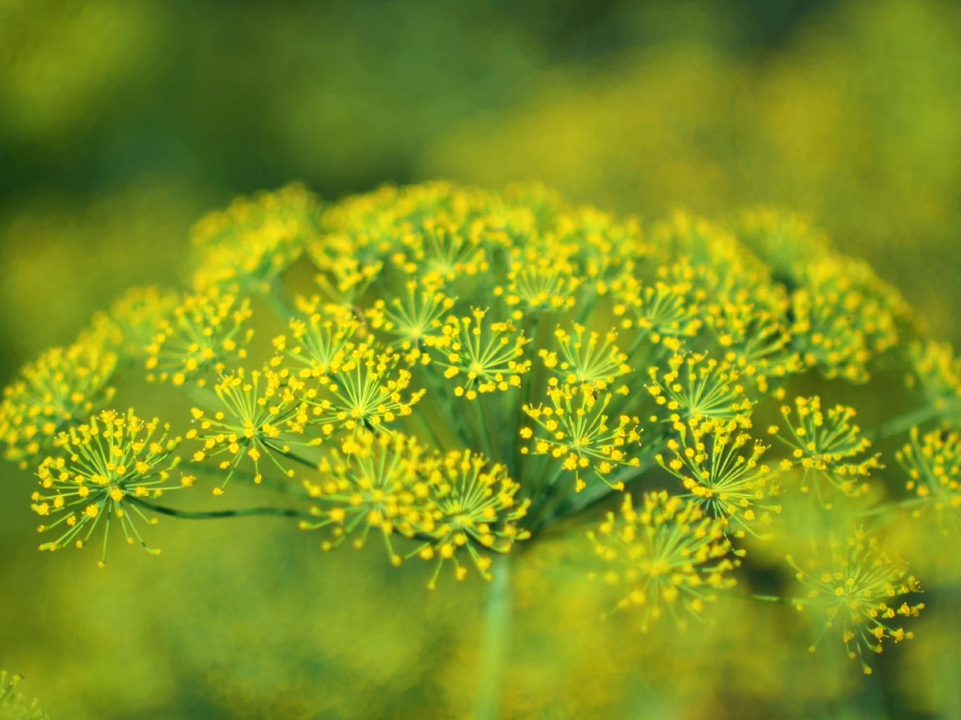 kwiatostan kopru z licznymi drobnymi, żółtymi kwiatami na tle rozmytej zieleni