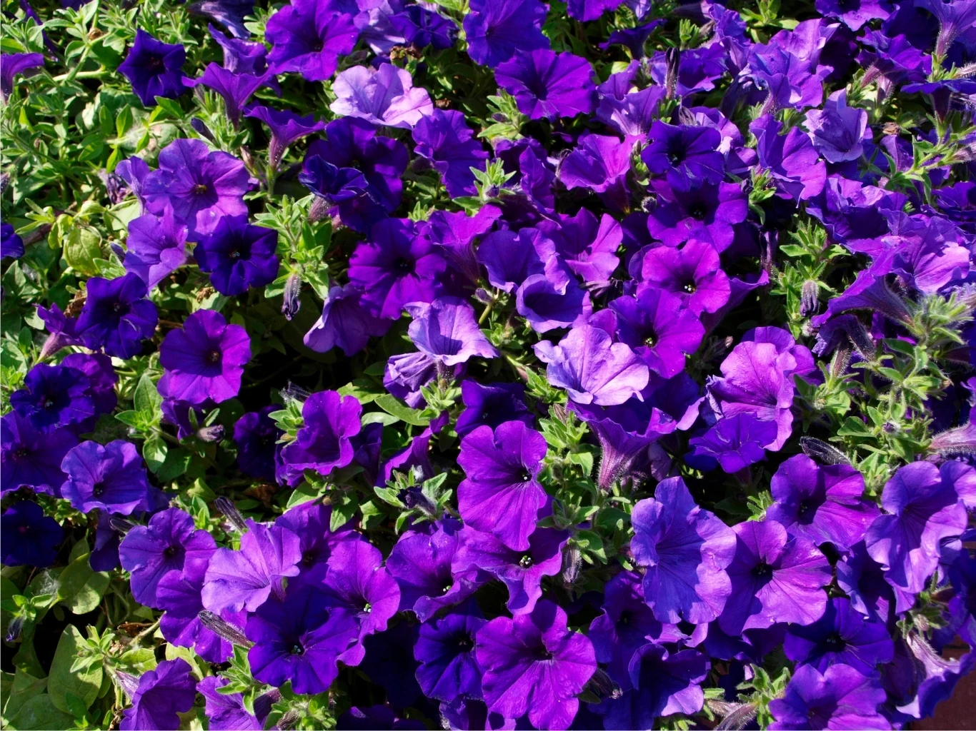 Gęste skupisko fioletowych petunii z zielonymi liśćmi w tle, tworzące intensywny kobierzec kwiatów.
