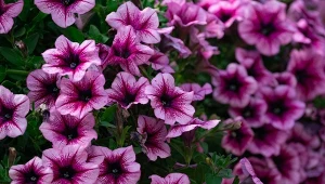 W maju posadź urokliwą kuzynkę petunii, która kwitnie przez pół roku