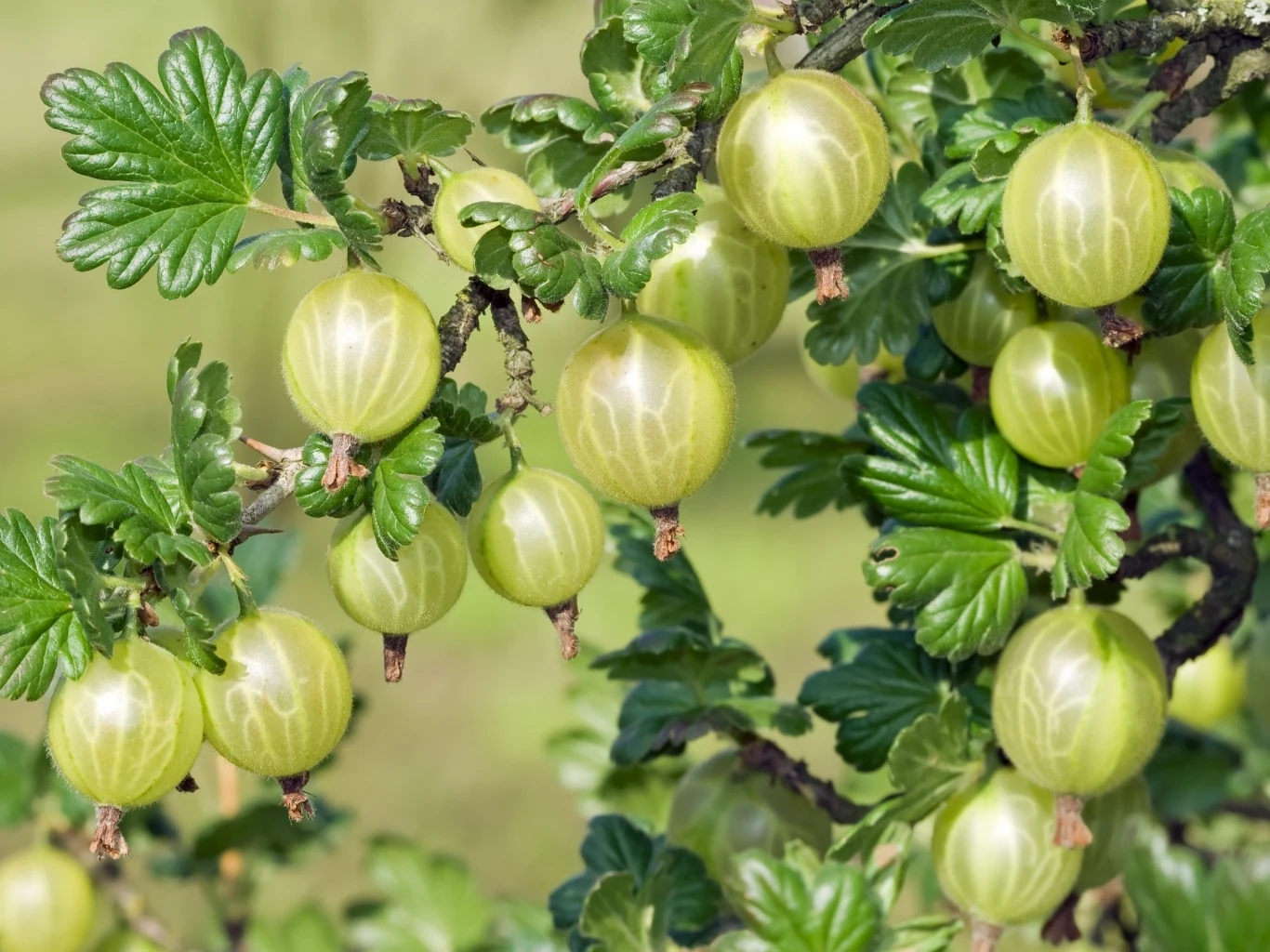 jasnozielone dojrzałe agresty rosnące na krzewie otoczone zielonymi, klapowanymi liśćmi