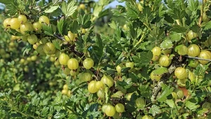 Jak mieć agrest wielkości śliwek? Syp 2 łyżki magicznej mikstury