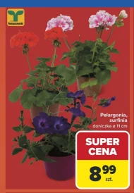 Вазон Tomaszewski