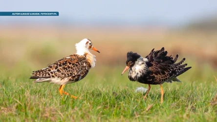 Czysta Polska - odcinek 260