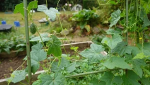 Wygląda jak mini arbuz, smakuje jak ogórek z limonką. Uprawa jest łatwa