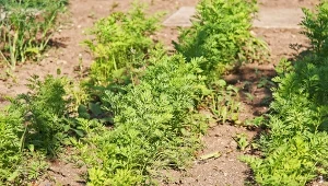 Posadź przy marchewce. Będzie słodka, soczysta i bez robaków