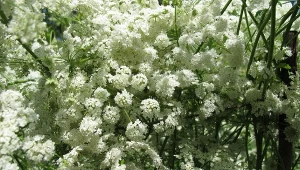 Posadź na rabacie i w warzywniku. Mszycy więcej nie uświadczysz