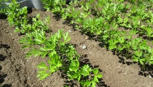 Pietruszka wzejdzie nawet w 10 dni. Będzie bujna, zielona i zdrowa