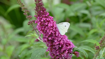 Budleja Dawida od lat cieszy się popularnością. Do małych ogrodów, a także na tarasy i balkony sprawdzi się jej miniaturowa wersja. Co o niej wiadomo? /Canva Pro