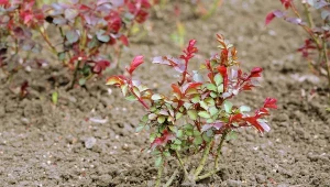 Jedna łyżeczka mieszanki i solidny oprysk. Róże będą wolne od mszyc