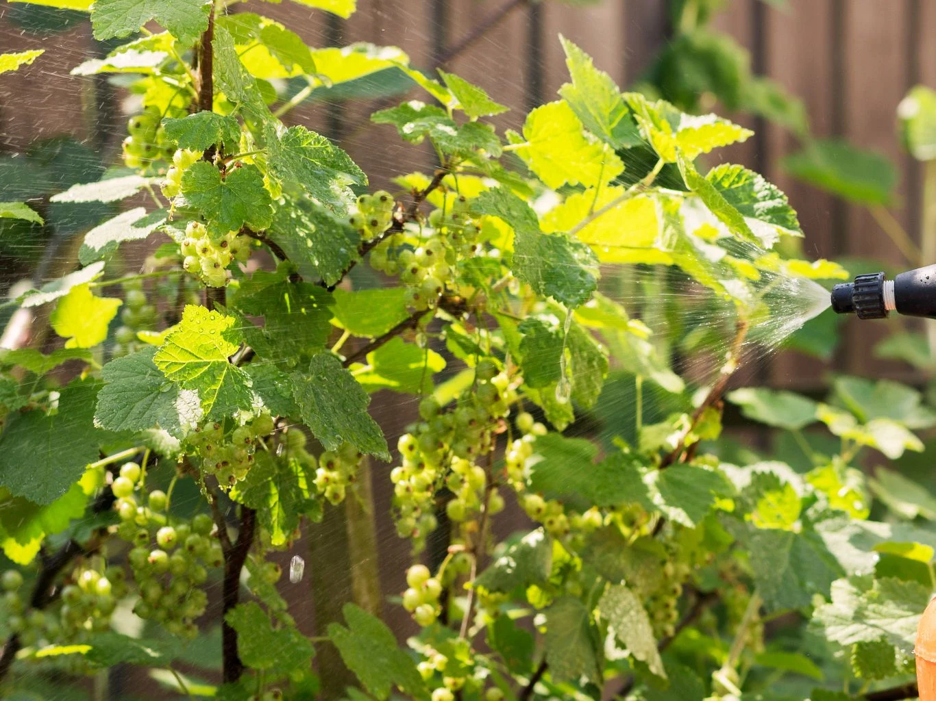 krzew porzeczki z zielonymi liśćmi i niedojrzałymi owocami jest opryskiwany wodą lub środkiem ochrony roślin z dyszy ogrodowej