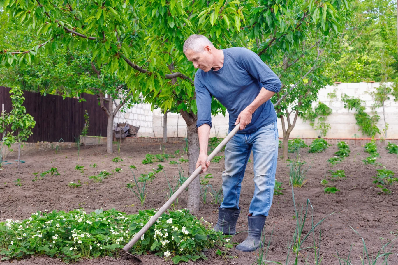 mężczyzna w niebieskiej bluzie i kaloszach pielęgnuje ogród, pracując motyką przy grządkach roślin pod rozłożystym drzewem owocowym