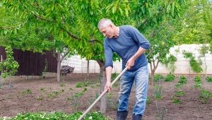 Odżywia glebę cały rok. Pokrusz i wymieszaj z podłożem na rabacie