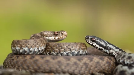 Żmije zygzakowate budzą się wiosną jako jedne z pierwszy gadów
