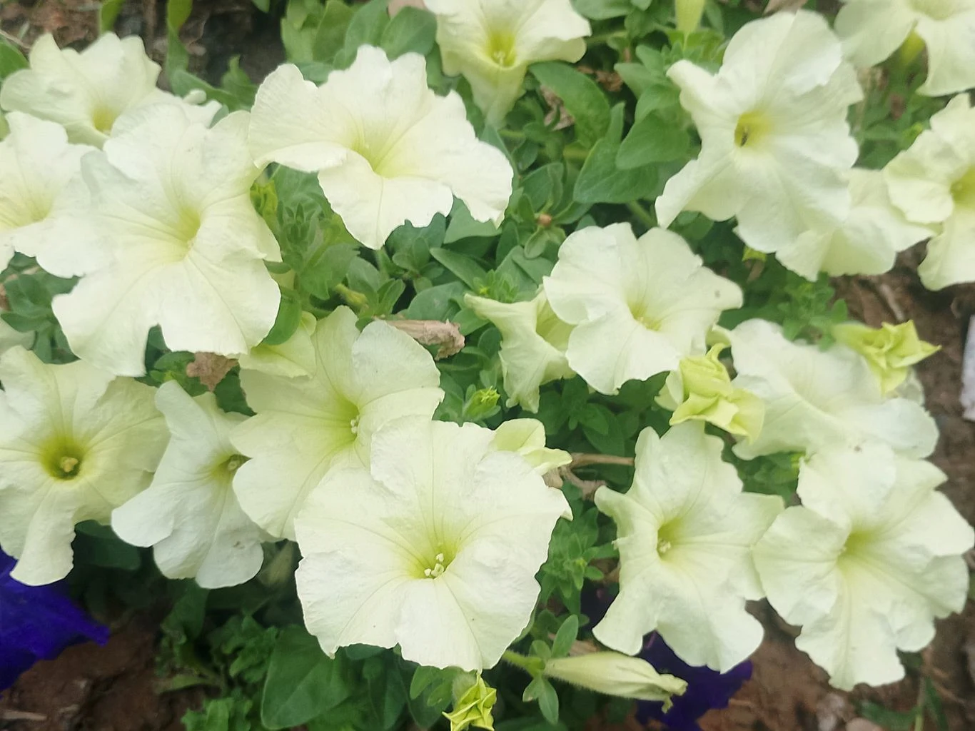 klomb obfitujący w jasnożółte petunie o delikatnych kwiatach i zielonych liściach, kwiaty tworzą gęstą, jednolitą kompozycję