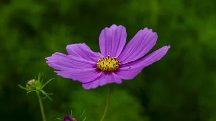 Kosmos potocznie nazywany onętkiem pochodzi z Meksyku, ale w polskich ogrodach czuje się jak ryba w wodzie
