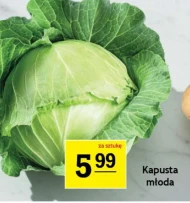 Kapusta młoda