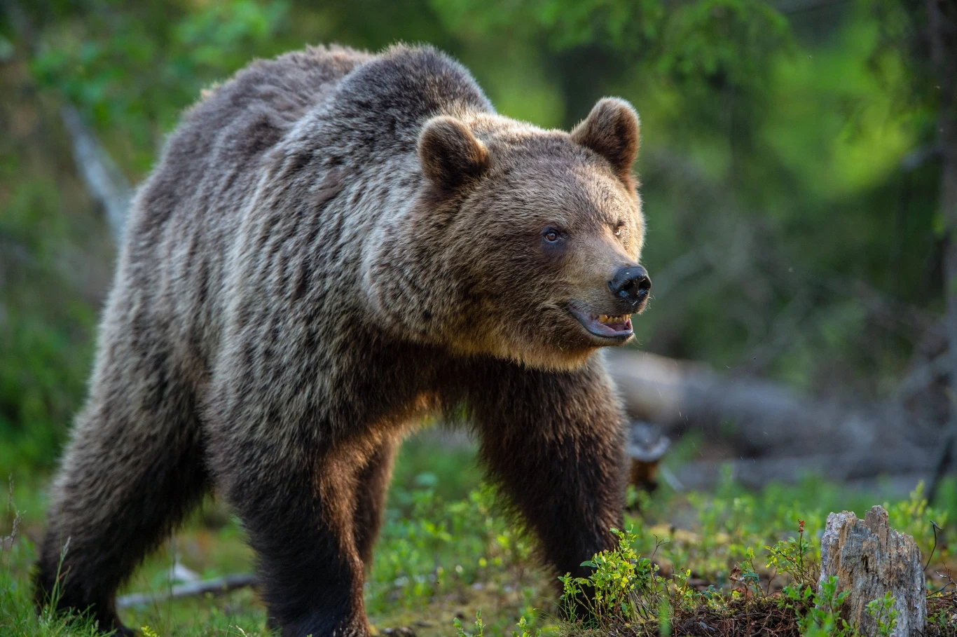 duży niedźwiedź brunatny z otwartym pyskiem stoi na zielonej polanie w lesie, z wyraźnie widocznymi mięśniami i gęstą sierścią, w tle naturalne elementy leśne