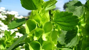 Nietuzinkowe, eleganckie i hipnotyzujące. Roślin, które kwitną na zielono