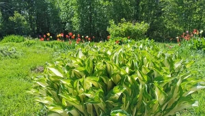 Syp pod hosty na koniec kwietnia. Liście będą wielkie i bujne 