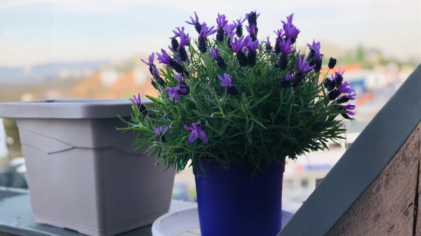 lawenda w fioletowej doniczce ustawiona na balkonie, obok pustej szarej donicy