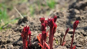 Co sadzić obok piwonii, a czego lepiej nie?