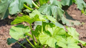 Cukinia nie rośnie? Zmień sposób nawożenia, efekt cię zaskoczy