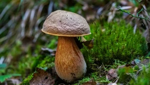 Borowik ceglastopory jest jadalny po odpowiednim przygotowaniu