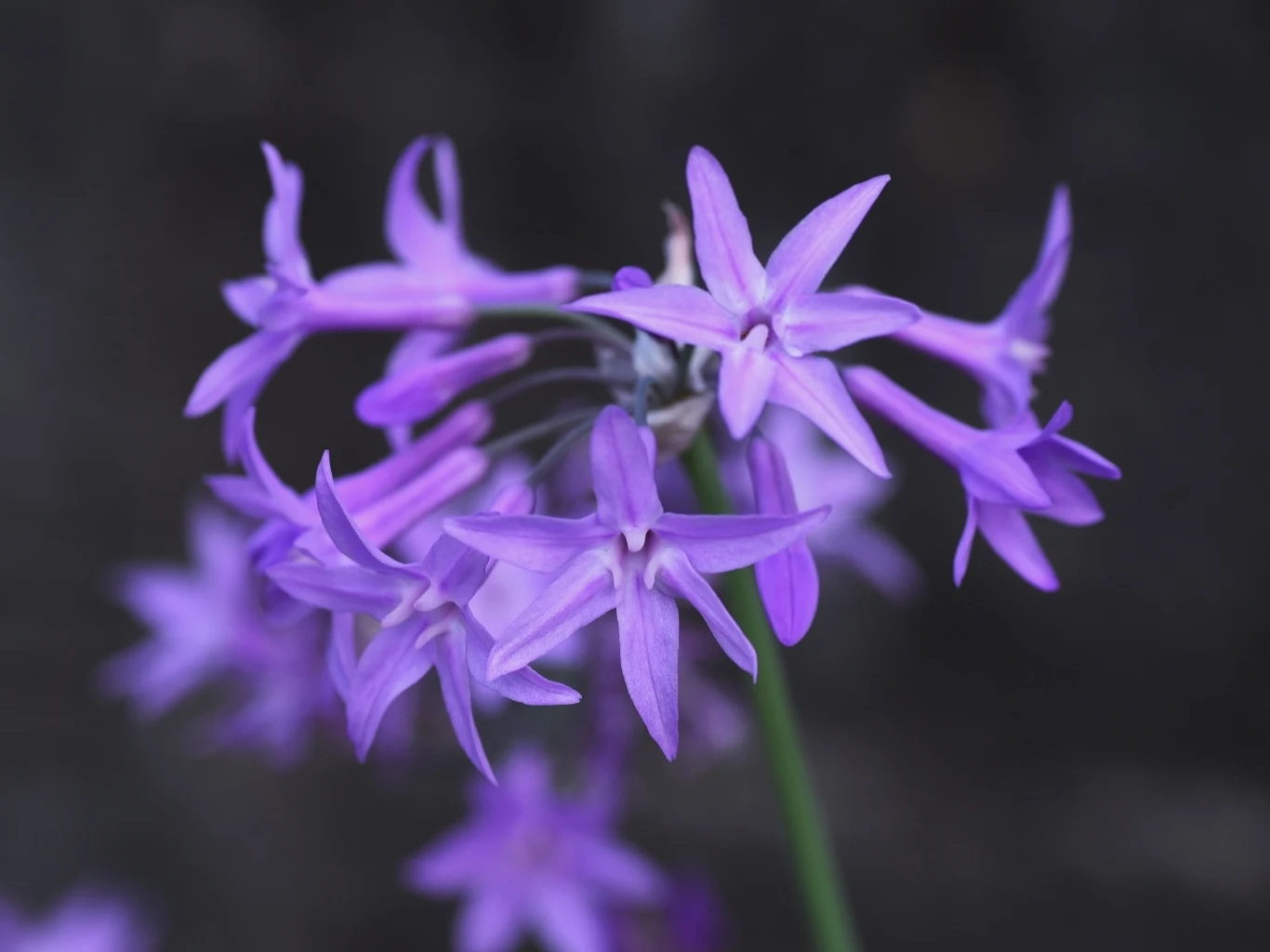 jasnofioletowe kwiaty z wydłużonymi płatkami skupione w luźny baldach, ostre detale na pierwszym planie z rozmytym, ciemnym tłem podkreślającym delikatność i kolorystykę rośliny