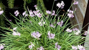 Posadź ją zamiast czosnku, a odstraszy szkodniki i cudnie zakwitnie