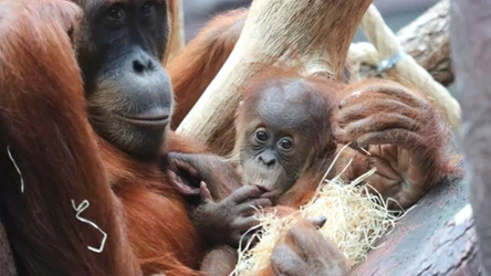 Narodziny młodego orangutana w zoo to spore wydarzenie