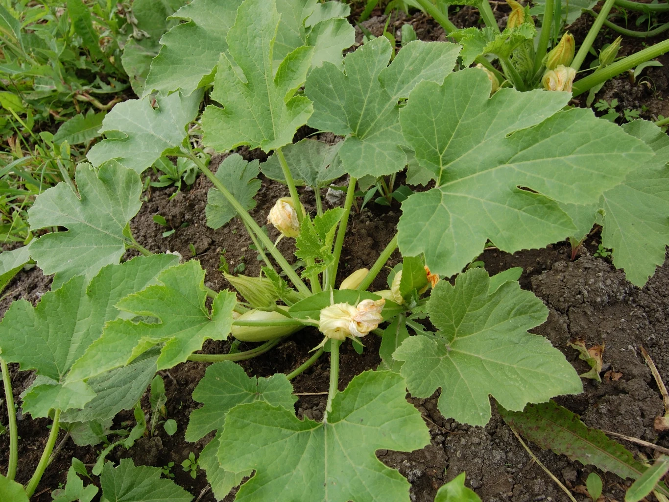 roślina dyniowata z dużymi, zielonymi liśćmi oraz kilkoma jasnymi kwiatami i zawiązkami młodych owoców wyrastającymi wprost z ziemi