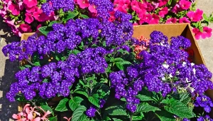 Kwiaty, które wolą słońce o poranku. Na balkonie będą olśniewające 