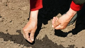 Wysiej z początkiem maja. Soczyste korzenie zachwycą smakiem