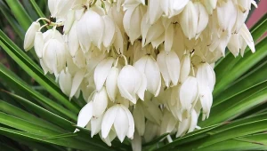 Jak sprawić, by juka ogrodowa wspaniale kwitła i zdrowo rosła?