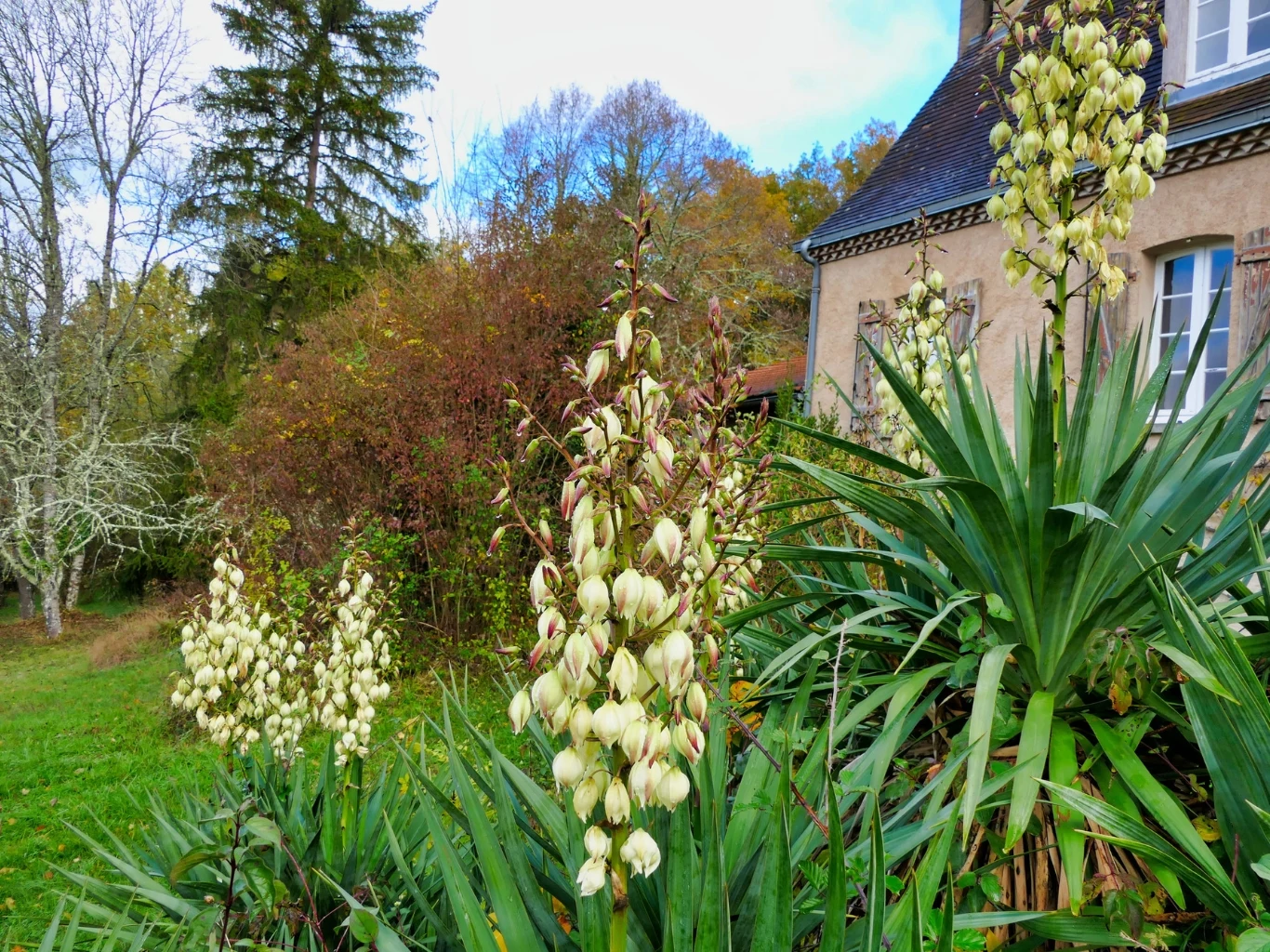 Kwitnące krzewy juki z białymi, dzwonkowatymi kwiatami rosnące przy ścianie domu z oknami na tle zielonego ogrodu i drzew wczesną jesienią.