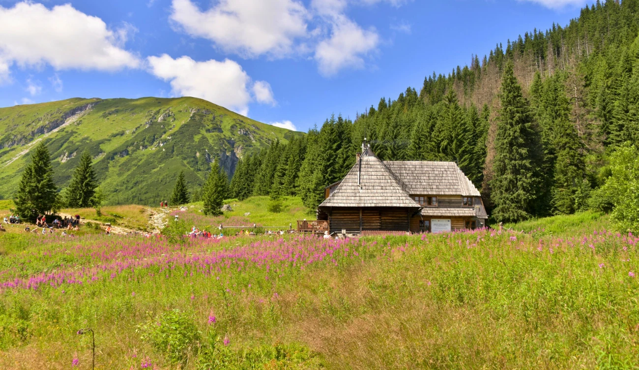 drewniana chata położona wśród łąki pełnej kwitnących różowych kwiatów, otoczona gęstym lasem świerkowym, w tle rozległe zielone zbocza gór pokryte częściowo lasem i niebem z białymi chmurami