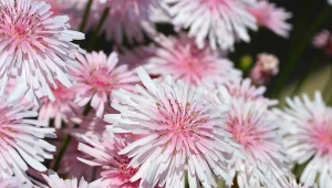 Kwiaty pępawy czerwonej kształtem przypominają rodzimy mlecz polny.