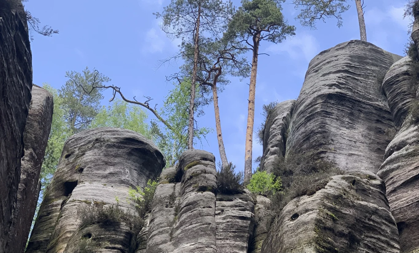 Skalne miasto w Adršpachu. Idealne miejsce na jednodniowy wyjazd w majówkę. Skalne Miasto w Adršpachu: wysokie, warstwowe skały z roślinnością i sosnami na tle nieba
