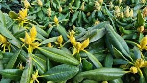 Odżywia glebę cały rok. Pokrusz i wymieszaj z podłożem na rabacie