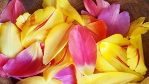 Mało kto wie, że płatki tych kwiatów świetnie nadają się do kiszenia