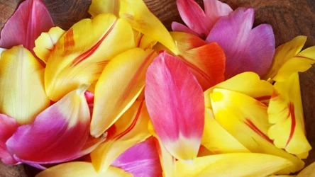 Mało kto wie, że płatki tych kwiatów świetnie nadają się do kiszenia