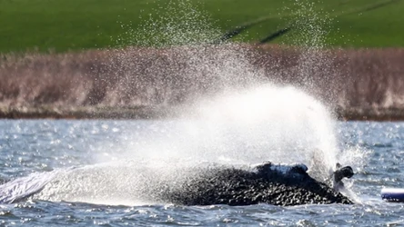 We wtorek ruszył kluczowy etap operacji ratunkowej humbaka z Bałtyku