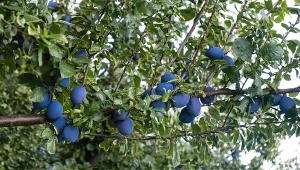Roślinne opryski pomagają śliwie pozostać w lepszej kondycji, owoce dzięki temu rosną obficie.