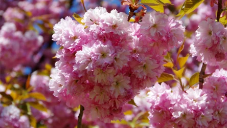 Migdałowiec trójklapowy to popularna roślina ozdobna. Co robić, żeby obficie kwitł? Sprawdź, jakich błędów nie popełniać w jego uprawie.