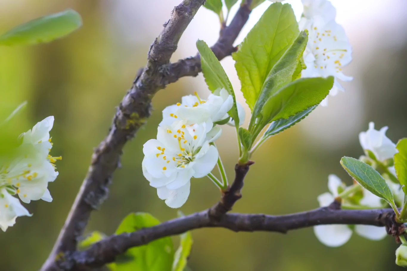 Gałązka drzewa owocowego z białymi kwiatami i świeżymi zielonymi liśćmi na rozmytym tle.
