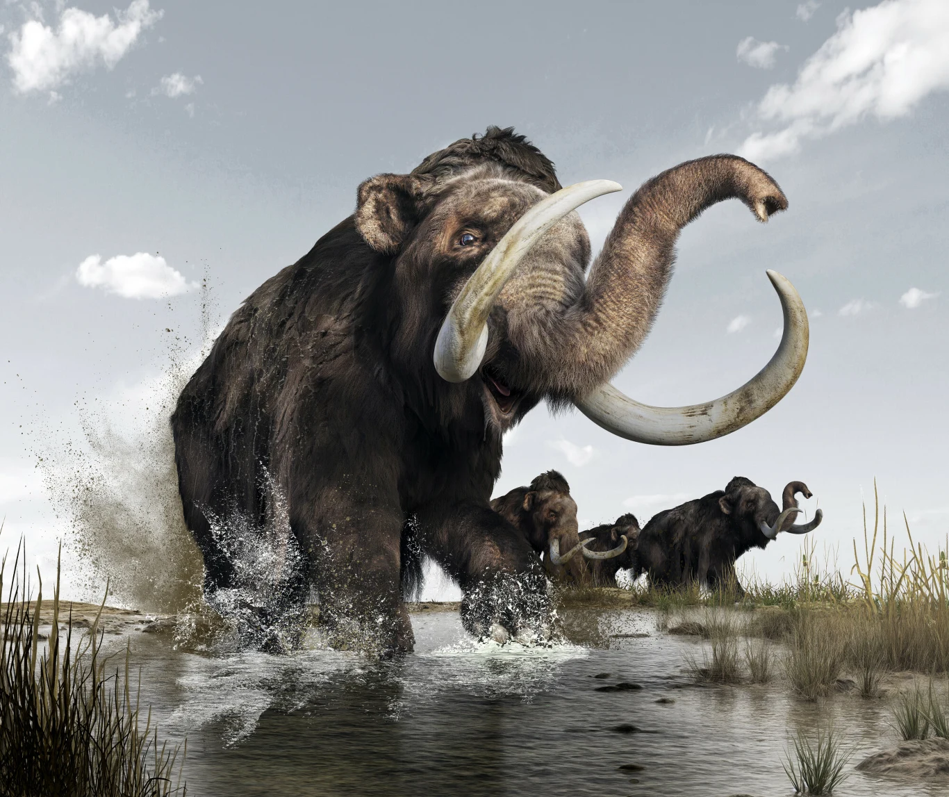 woolly mammut z potężnymi zakrzywionymi kłami biegnie przez płytką wodę, za nim podążają trzy inne mamuty, wokół trawa i mokradła, otwarte niebo z chmurami w tle