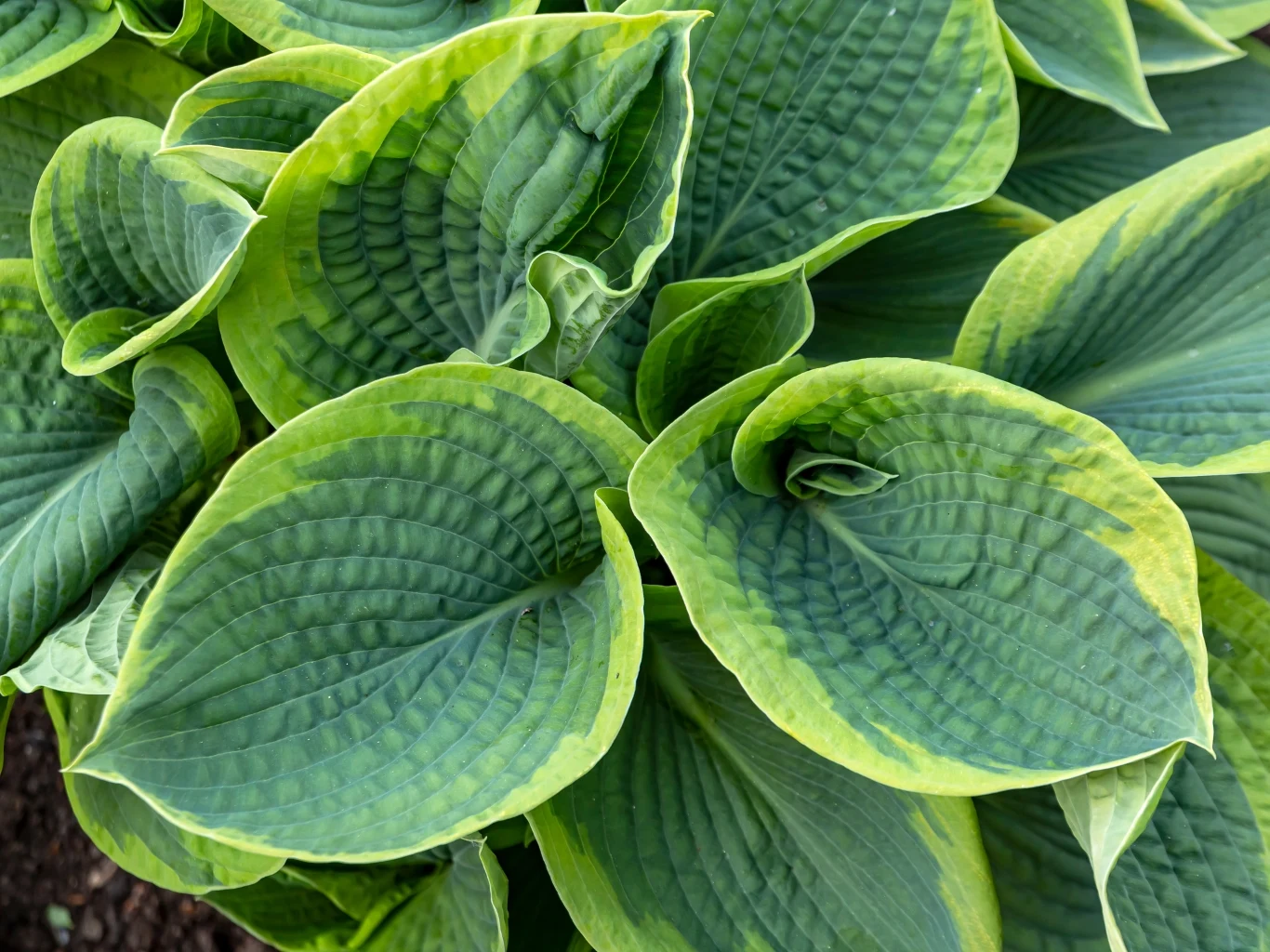 duże, szerokie liście funkii o wyrazistej zielonej barwie z żółtozielonymi obrzeżami i wyraźnym unerwieniem