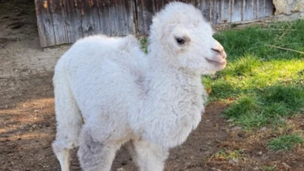 Mały biały wielbłąd