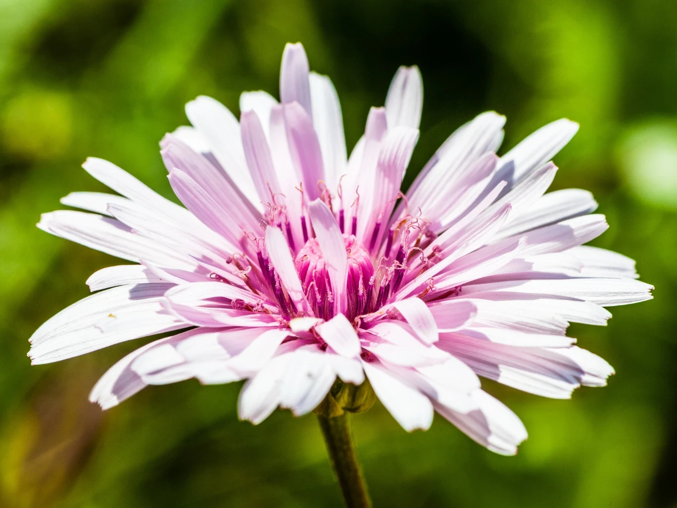Delikatny kwiat pępawy czerwonej o jasnoróżowych, podłużnych płatkach rozchodzących się promieniście wokół centralnej części, na tle rozmytej zieleni.