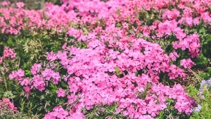 Słodko pachnąca alternatywa dla trawnika. Bez koszenia i do cienia